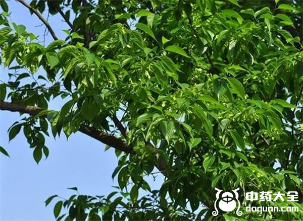 金絲杜仲 金絲杜仲