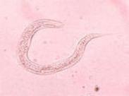 糞類圓線蟲病