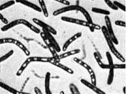 非典型分枝桿菌性鞏膜炎